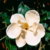 Малко Скъпоценност Магнолия-Бяло Цъфтят Джудже Вечнозелено Дърво-Гал